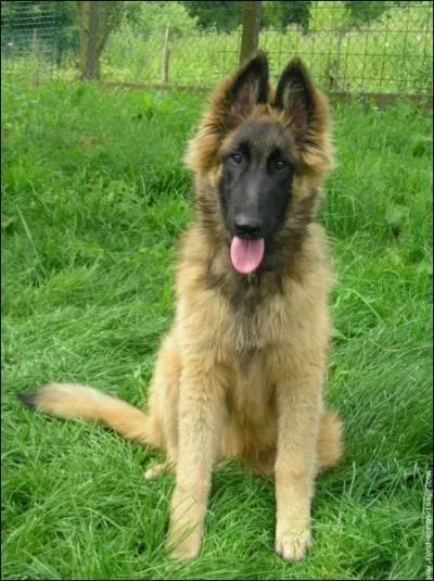 Quelle est cette race ?