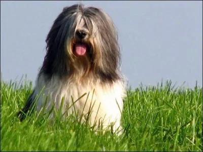 Quelle est cette race ?