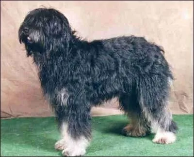 Quelle est cette race ?