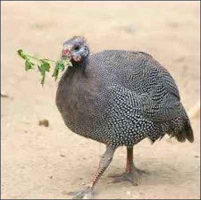 Cri comme criaille : lequel de ces animaux ne criaille pas ?