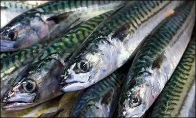 Cri comme criée : que sont ces poissons en vente à la criée ?