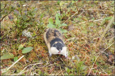 Il tient la jambe, c'est le...