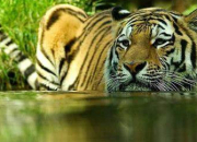 Quiz Connaissez-vous le tigre ?