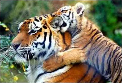 Quelle est la longueur d'un m&acirc;le adulte ?