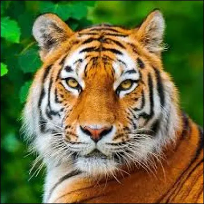 Comment dit-on tigre en latin ?
