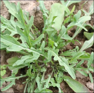 Qu'est-ce que c'est ?