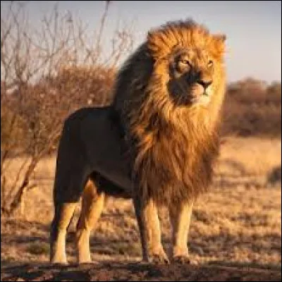 Quel est cet animal ?