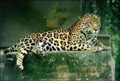 Quel est cet animal ?