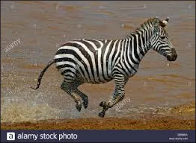 Quel est cet animal ?