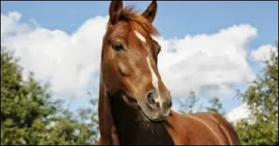 Quel est cet animal ?