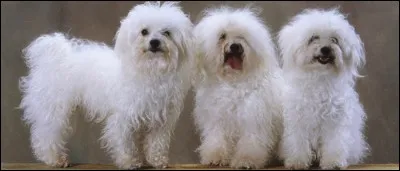 Quelle est cette race ?