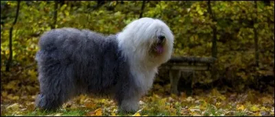 Quelle est cette race ?