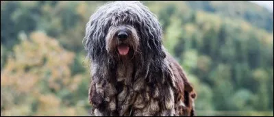 Quelle est cette race ?