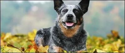 Quelle est cette race ?