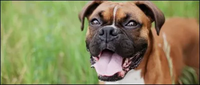 Quelle est cette race ?