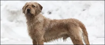 Quelle est cette race ?