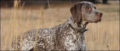 Quelle est cette race ?