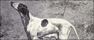 Quelle est cette race ?