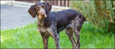 Quelle est cette race ?