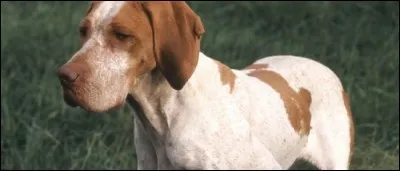 Quelle est cette race ?