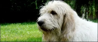 Quelle est cette race ?