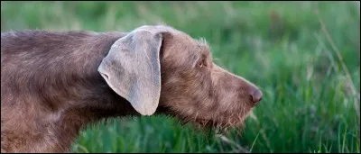 Quelle est cette race ?