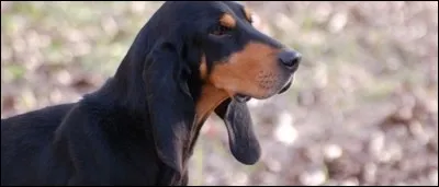 Quelle est cette race ?