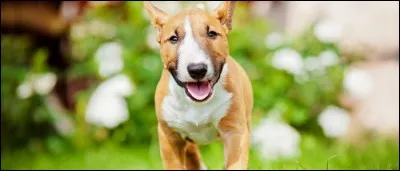 Quelle est cette race ?