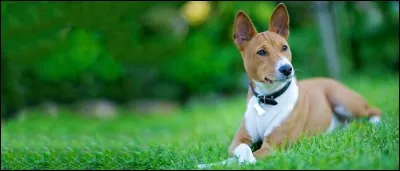 Quelle est cette race ?