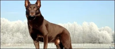 Quelle est cette race ?