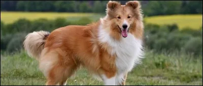 Quelle est cette race ?