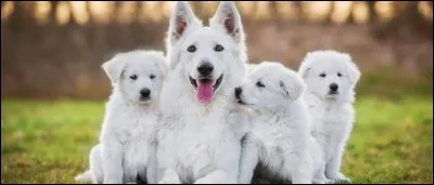 Quelle est cette race ?