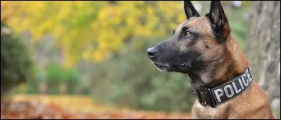 Quelle est cette race ?