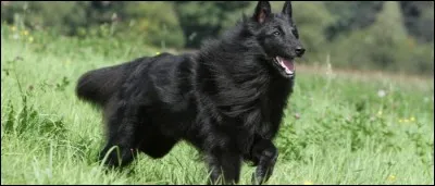 Quelle est cette race ?