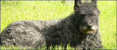 Quelle est cette race ?