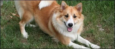 Quelle est cette race ?