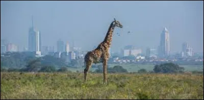 Trouvez la ville : 
Je suis située au Kenya, mon nom commence par un L et je suis située à 100 kilomètres environ de la frontière somalienne. Qui suis-je ?