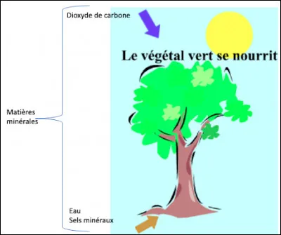 Les muscles humains relâchent en permanence du dioxyde de carbone. Comment s'appelle le processus qu'utilisent les plantes pour consommer ce dioxyde de carbone et relâcher du dioxygène ?