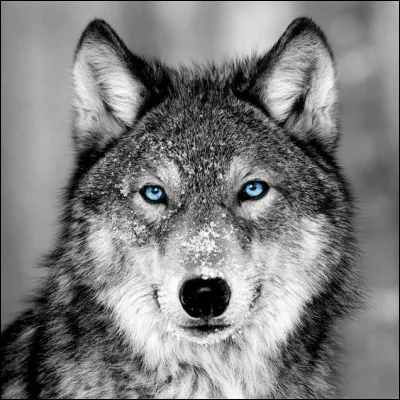 Dans quelle(s) équipe(s) se trouve le chien-loup ?
(2 réponse)