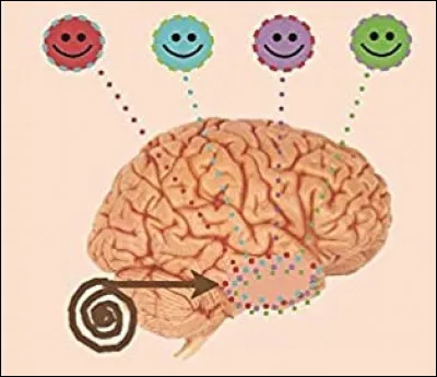 Quelles sont les hormones du bonheur ?