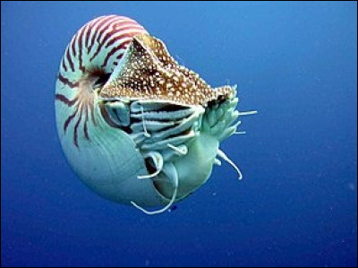 Quel est le nom de cet animal qui vit dans les mers depuis 400 millions d'années ?