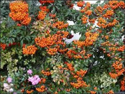 Quel est cet arbuste ?