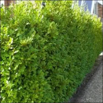 À part le vert, quelle couleur peut-on voir sur le feuilles du photinia ?