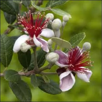 Le feijoa, goyavier du Brésil est un arbuste caduc.