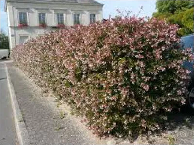 De quelle couleur sont le fleurs de l'abélia à grandes fleurs ?