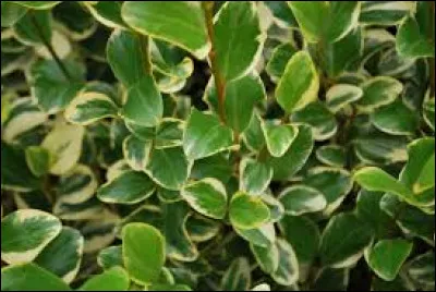 Vous pouvez voir le pittosporum panaché.