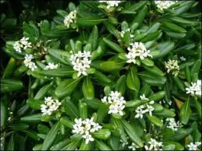 Le pittospore de Chine fait des fleurs :