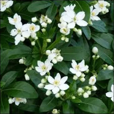 Quel est le nom de l'oranger du Mexique ?