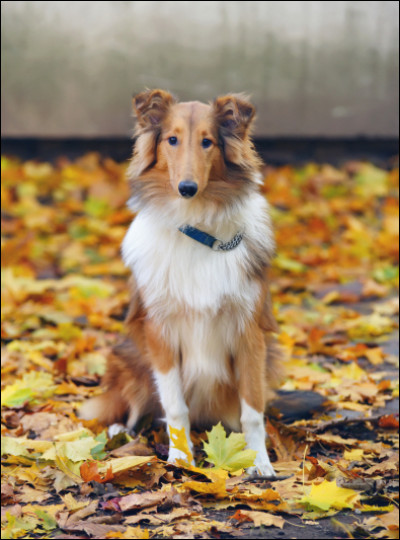 Lass comme Lassie : de quelle race est-elle ?