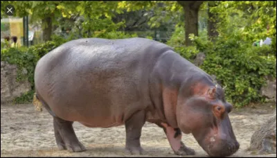 Quelle est la couleur des secrétions des hippopotames ?